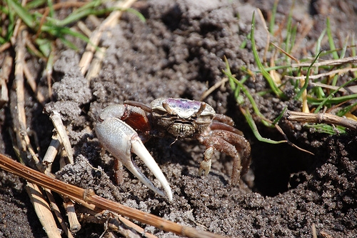 Tomoka Fiddler Crab.jpg